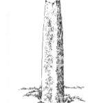 605 Finistère nord – Menhir à Kerhouezel – Porspoder